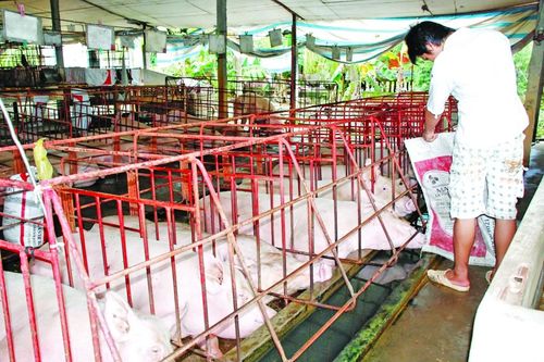 Vốn tín dụng hỗ trợ phát triển chăn nuôi quy mô lớn