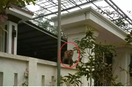 Video khỉ đuôi lợn vào nhà dân tấn công khiến người phụ nữ bị khâu 15 mũi