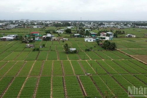 Ghi nhận kết quả tích cực trong sản xuất nông, lâm nghiệp và thủy sản năm 2025