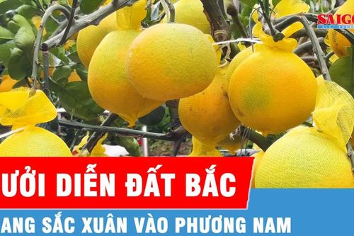 Bưởi Diễn Hưng Yên vào Nam đón Tết sớm