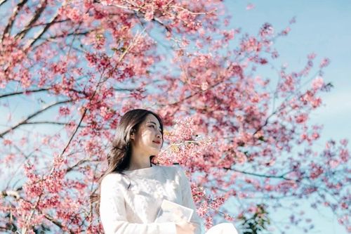 Mai anh đào khoe sắc ở Mộng Đào Nguyên, hút khách mê sống ảo tới 'săn' ảnh