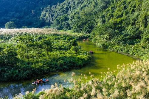Mùa lau trắng Tràng An khung cảnh thơ mộng khiến du khách say lòng