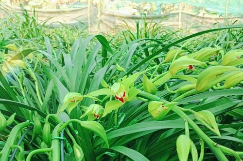 Nông dân vùng cao đưa địa lan Tết xuống núi tránh rét tái tê