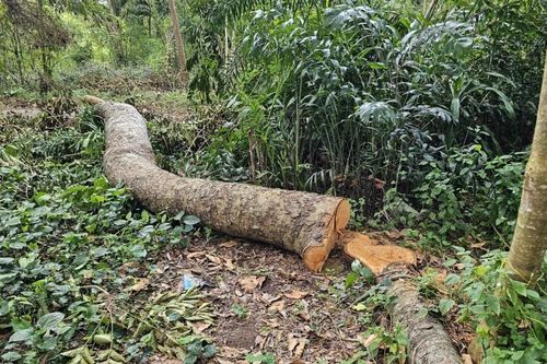 Chuyển hồ sơ sang công an điều tra vụ đốn hạ 42 cây xanh tại Cần Thơ