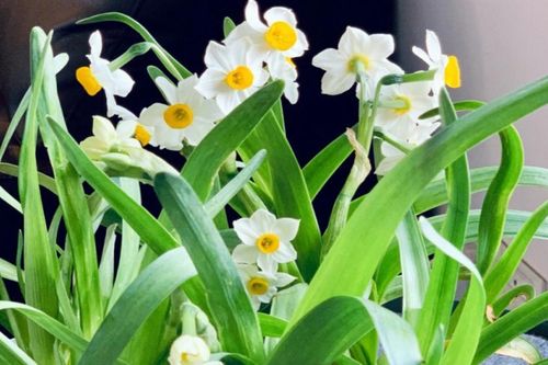 Cách trồng thủy tiên chơi Tết để hoa nở đúng dịp, mang tài lộc về nhà