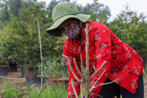 Hoa Tết vào vụ sớm: Nhà vườn TPHCM thấp thỏm chờ khách