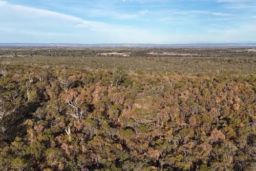 Báo động hàng loạt cây chết tại Australia do khí hậu ấm lên