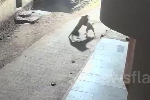Báo hoang tấn công trong đêm, chó nhà phản đòn khiến kẻ săn mồi tháo chạy