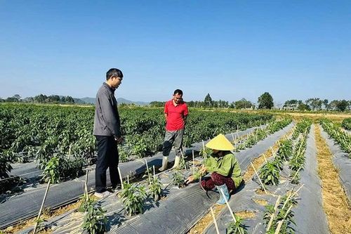 Tây Đô hình thành vùng sản xuất tập trung
