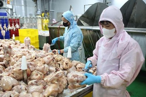 Bắc Ninh: Tăng cường kiểm dịch động vật dịp cuối năm