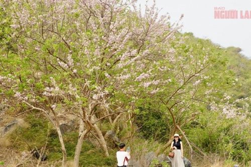 Vũng Tàu: Ngắm sắc hồng hoa đỗ mai nhuộm thắm các cung đường ven biển