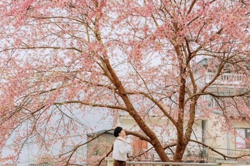 Tuyên Quang: Săn mùa hoa mai anh đào nở rộ nơi đồn biên phòng Lũng Cú