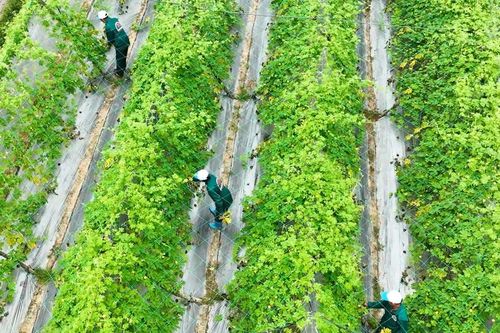 Làng hoa, làng rau tất bật cho thị trường Tết Bính Ngọ