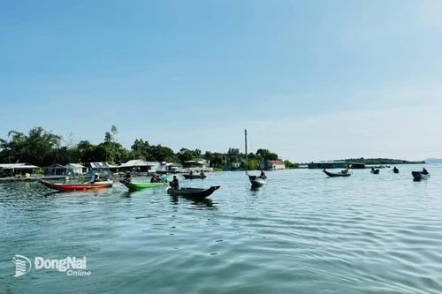 [Chùm ảnh] Nhộn nhịp đánh bắt cá cơm trên hồ Trị An