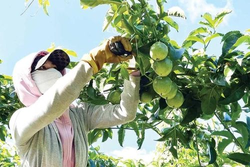 Xuất khẩu nông sản: Kỳ vọng bứt phá từ lợi thế vùng nguyên liệu