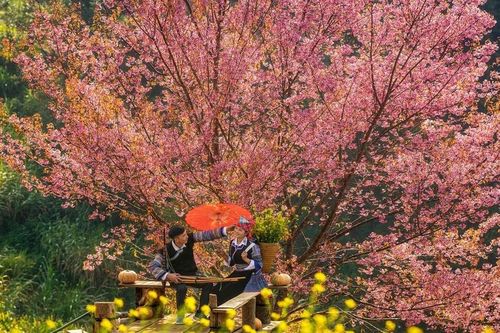 Say đắm sắc xuân rẻo cao qua ống kính nhiếp ảnh