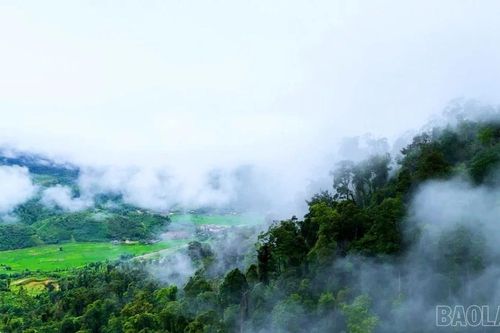 Dấu ấn kinh tế rừng