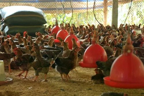 Lào Cai hình thành chuỗi liên kết chăn nuôi quy mô lớn