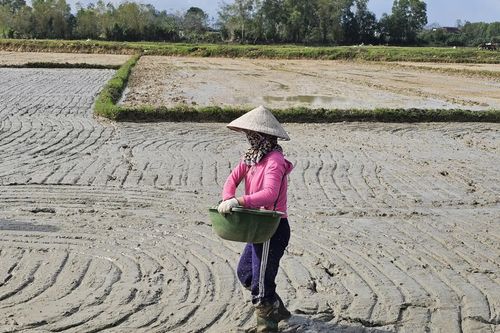 Xã Lệ Ninh tập trung sản xuất lúa vụ đông-xuân đúng khung lịch thời vụ