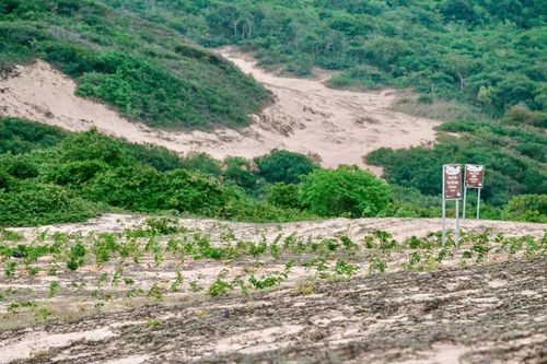 Việt Nam đặt 'lằn ranh' bảo vệ đất khỏi sa mạc hóa đến năm 2050