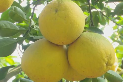 Phúc Lộc rực vàng mùa bưởi chín