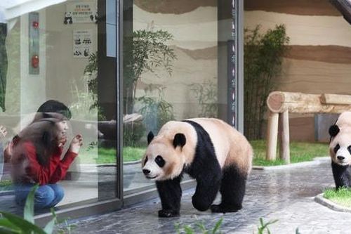 Hàn Quốc và Trung Quốc nhất trí tăng cường 'hợp tác gấu trúc'