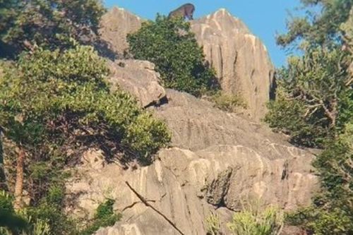 Kiểm lâm bất ngờ phát hiện loài vật cổ xưa trên sườn núi, người dân không khỏi xôn xao