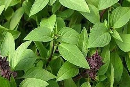 Bài thuốc chữa bệnh từ rau húng quế