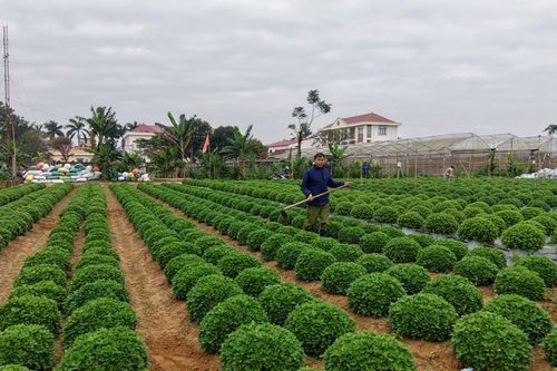Nhiều làng hoa lớn ở Ninh Bình hối hả vào vụ Tết