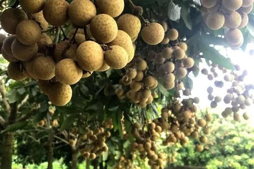 Tri thức trồng và chế biến nhãn lồng Hưng Yên là di sản văn hóa phi vật thể quốc gia