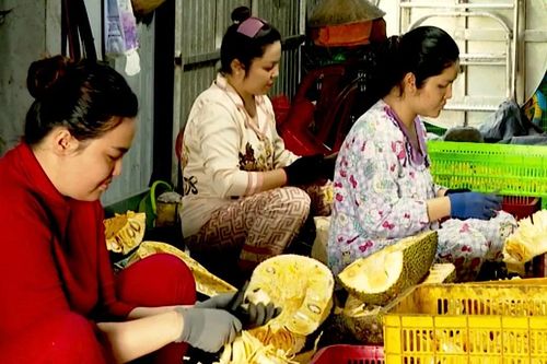 Nông dân Đồng Tháp khấm khá nhờ 'biến' mít dạt thành đặc sản