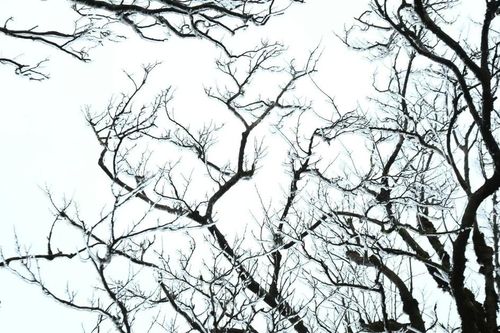 Lên Phia Oắc săn băng giá, trải nghiệm mùa đông đặc biệt của Cao Bằng
