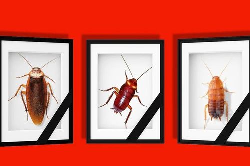 Lễ tưởng niệm côn trùng của công ty Nhật Bản gây tranh cãi