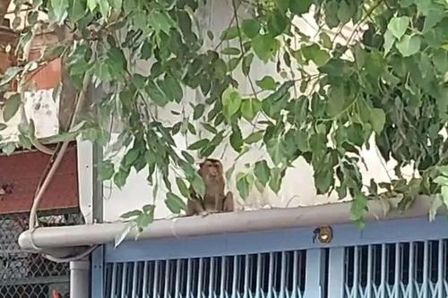 Những lần khỉ hoang tấn công người gây hoang mang dư luận Việt Nam