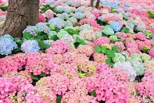 Hà Nội rực rỡ sắc hoa Cẩm Tú Cầu khiến người đi đường cứ ngỡ như Đà Lạt