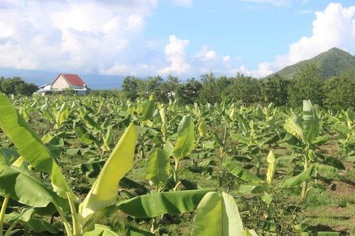 Trung tâm Dịch vụ nông nghiệp Khánh Hòa 'bỏ hoang' đất công nhiều năm