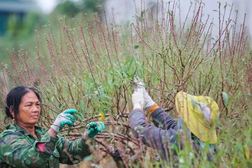 'Thủ phủ' trồng đào xứ Thanh thay áo mới chuẩn bị đón Tết