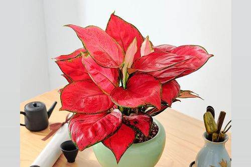 Cây vạn lộc: Sắc đỏ cát tường mang phú quý vào nhà dịp Tết