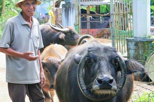 Con trâu có cặp sừng mọc ngược hiếm gặp, giúp lão nông xây nhà, tậu xe