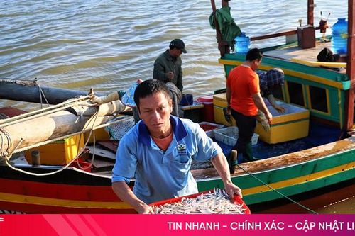 Hải sản tiêu thụ tốt, tiếp thêm động lực cho ngư dân Hà Tĩnh bám biển