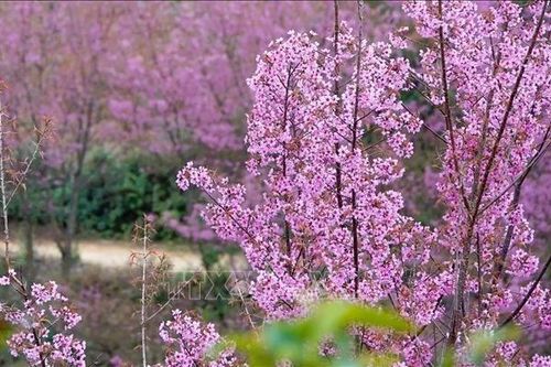 Mù Cang Chải bừng sắc hoa Tớ dày, hút du khách những ngày mùa Đông