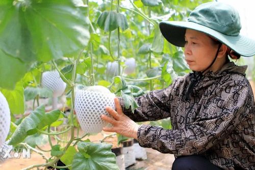 Hiệp định VIFTA tạo xung lực cho xuất khẩu hàng Việt Nam sang Israel