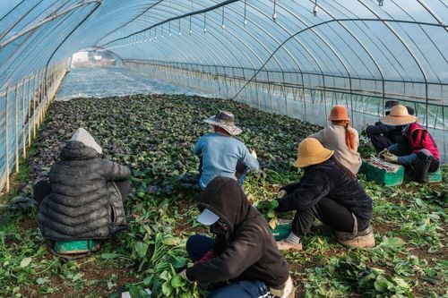 Hàn Quốc mở đợt cao điểm toàn quốc trấn áp bóc lột lao động di cư