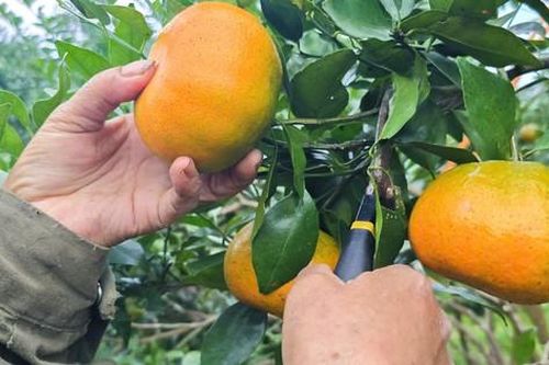 'Thủ phủ' cam Hà Tĩnh được mùa, tất bật thu hoạch sẵn sàng phục vụ Tết Nguyên đán