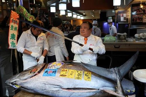 Người đàn ông xuống tiền mua con cá nặng 242kg giá 85 tỷ đồng
