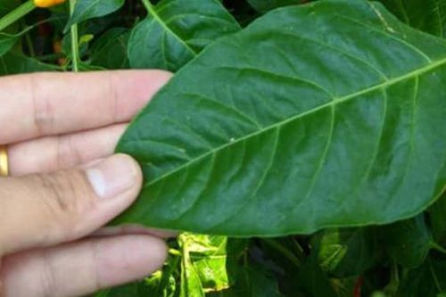 Đừng chỉ ăn quả, lá loại cây này quý như 'nhân sâm người nghèo', nhiều người không biết mà ăn