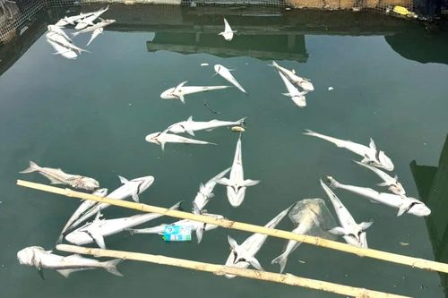 Tìm ra nguyên nhân 158 tấn cá trên sông Chà Và chết hàng loạt