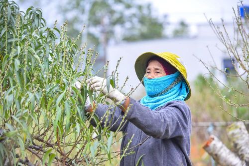 'Thủ phủ' đào phai lớn nhất xứ Thanh tất bật xuống lá đón Tết