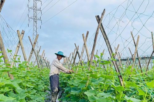 Nhà nông hối hả xuống đồng
