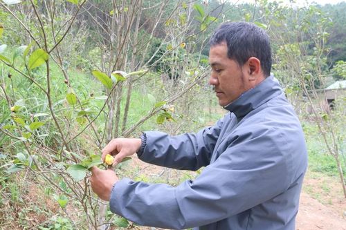 Trà hoa vàng mở lối làm giàu